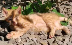 Rudy kotek do adopcji