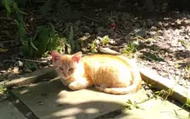 Rudy kotek do adpocji