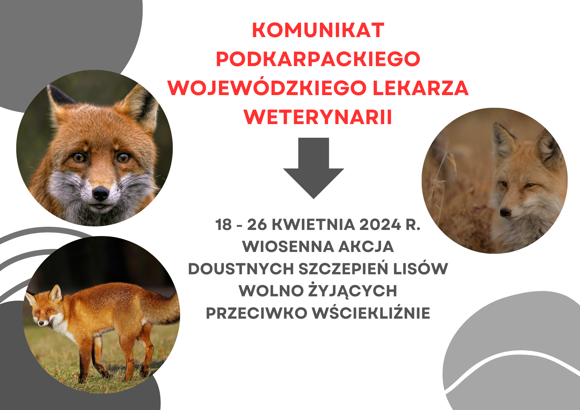 Informacja o&nbsp;akcji szczepienia lis&oacute;w, kt&oacute;ra będzie odbywać się w&nbsp;dniach od 18 do 26 kwietnia. 