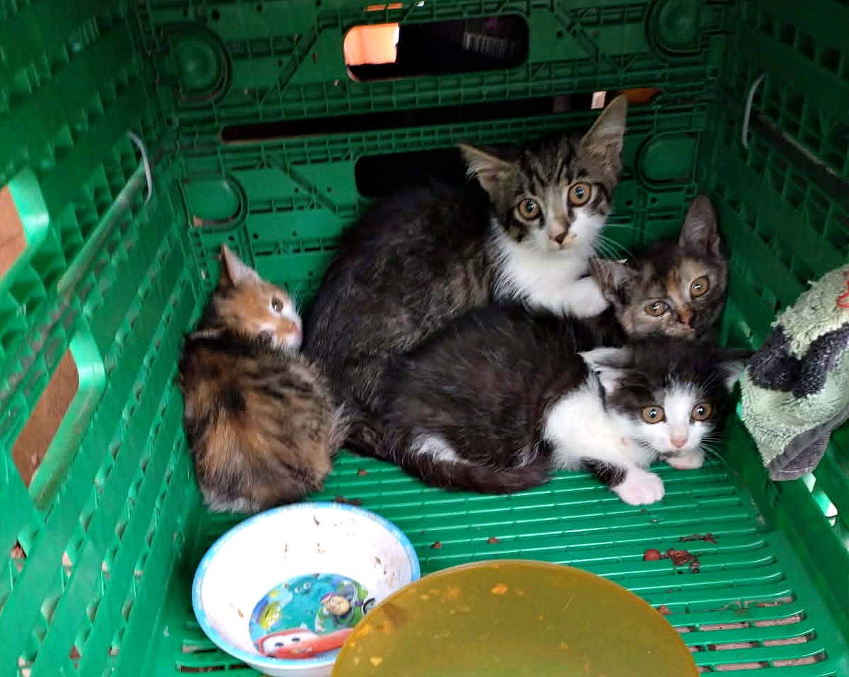 Zdjęcie przedstawia cztery małe kocięta w&nbsp;zielonej, plastikowej skrzynce. Trzy z&nbsp;nich są umaszczenia tabby-and-white, a&nbsp;jedno jest tr&oacute;jkolorowe (tortie). Wszystkie mają duże, uważne oczy i&nbsp;wyglądają na&nbsp;przestraszone. W skrzynce znajduje się pusta miseczka i&nbsp;zielona szmatka. Wyglądają na&nbsp;zaniedbane i&nbsp;potrzebujące opieki. To zdjęcie może być użyte do zobrazowania problemu bezdomności zwierząt i&nbsp;zachęcania do adopcji.