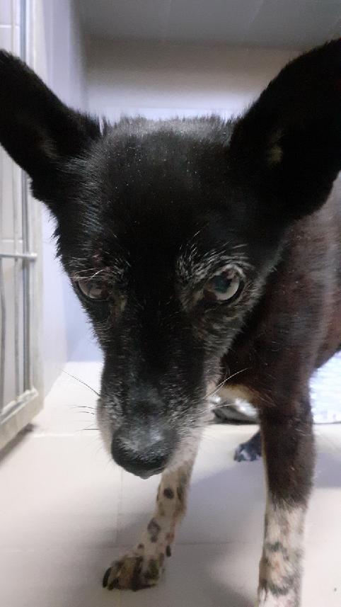 Zdjęcie czarnego psa 