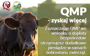 Na zdjęciu widoczna krowa i informacja 