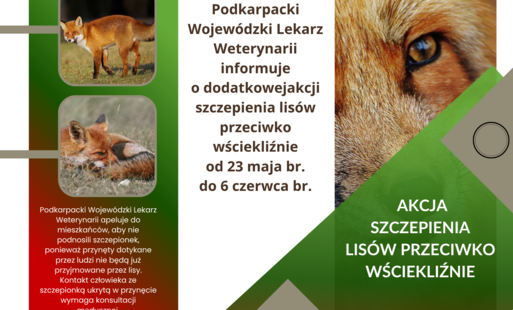 Grafika ozdobna z informacją o szczepieniu. KOMUNIKAT   Podkarpackiego Wojewódzkiego Lekarza Weterynarii   Informuję o planowanej w dniach 28 maja - 6 czerwca 2026 r. dodatkowej akcji doustnych szczepień dzikich lisów przeciwko zakażeniu wirusem wściekliz