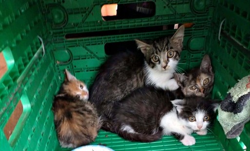 Zdjęcie przedstawia cztery małe kocięta w zielonej, plastikowej skrzynce. Trzy z nich są umaszczenia tabby-and-white, a jedno jest trójkolorowe (tortie). Wszystkie mają duże, uważne oczy i wyglądają na przestraszone. W skrzynce znajduje się pusta miseczka